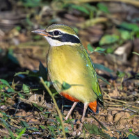 Indian Pitta